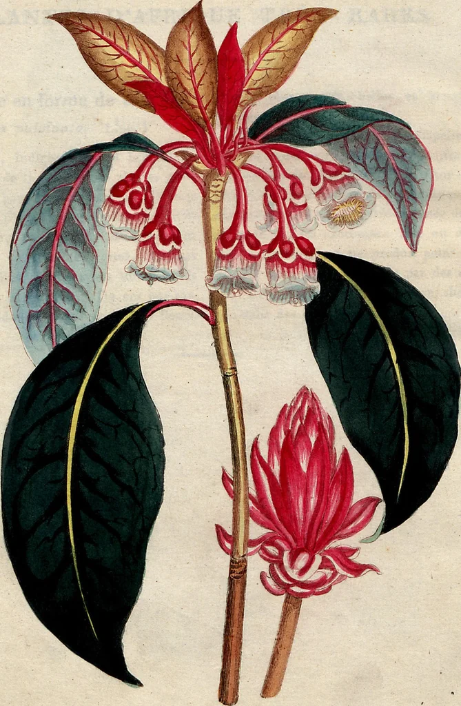 An illustration from (Band 8), 1813, leaf 267