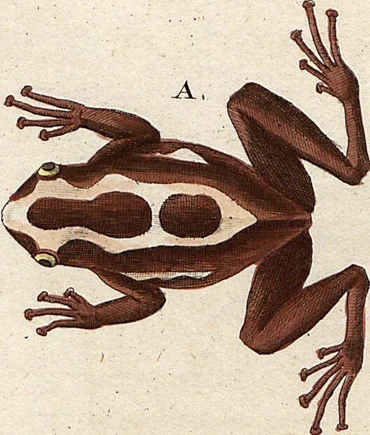 An illustration from (Band 8), 1813, leaf 42