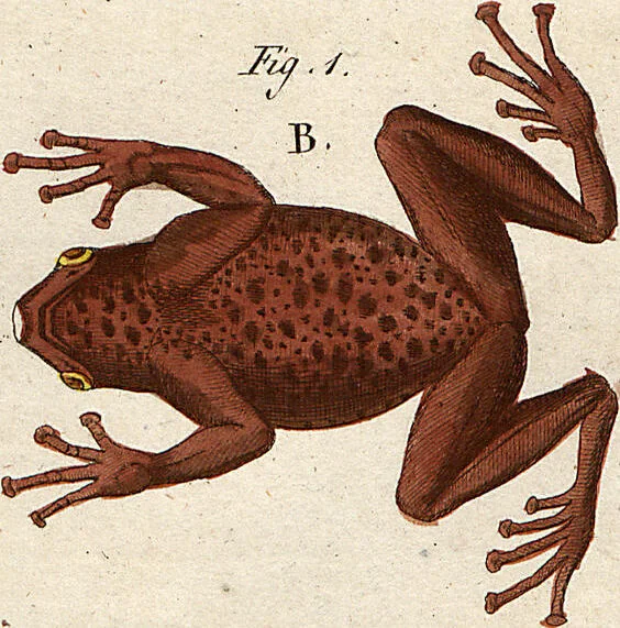 An illustration from (Band 8), 1813, leaf 42