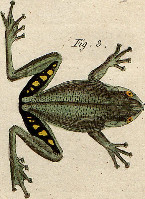 An illustration from (Band 8), 1813, leaf 42