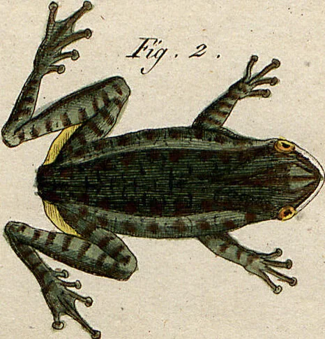 An illustration from (Band 8), 1813, leaf 42