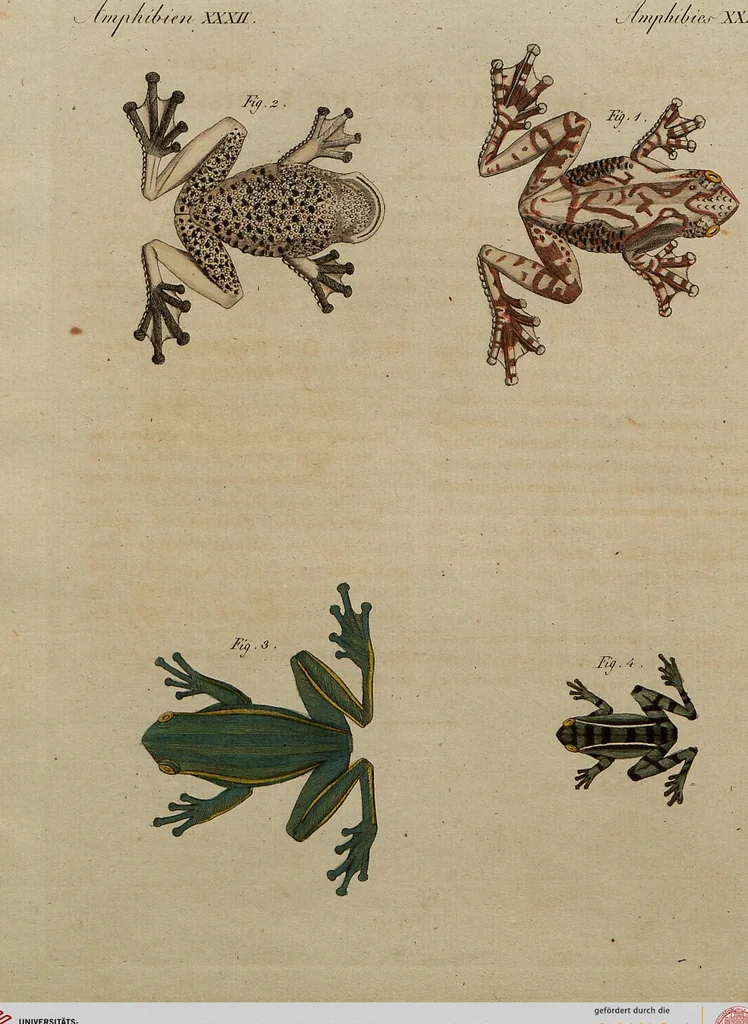 An illustration from (Band 8), 1813, leaf 54
