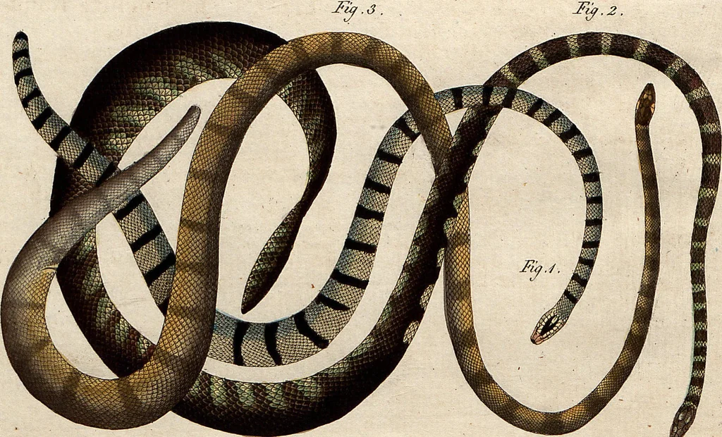 An illustration from (Band 8), 1813, leaf 60