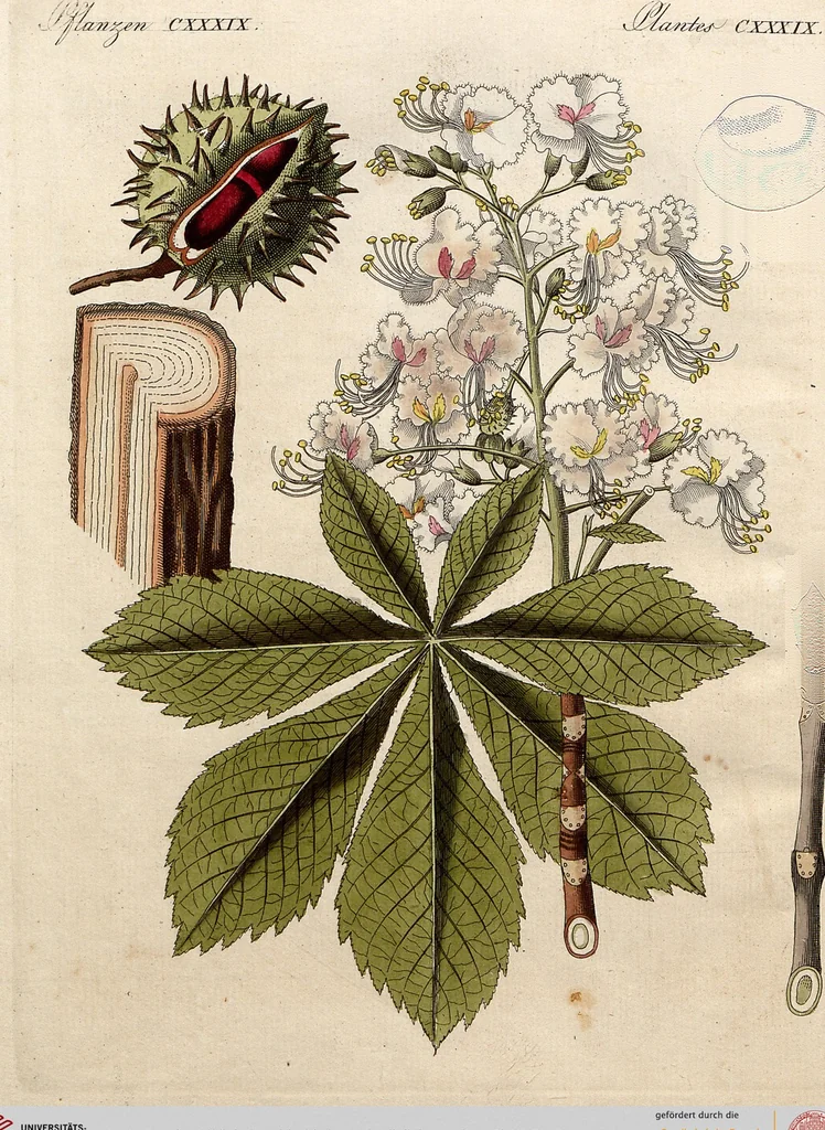 An illustration from (Band 8), 1813, leaf 66