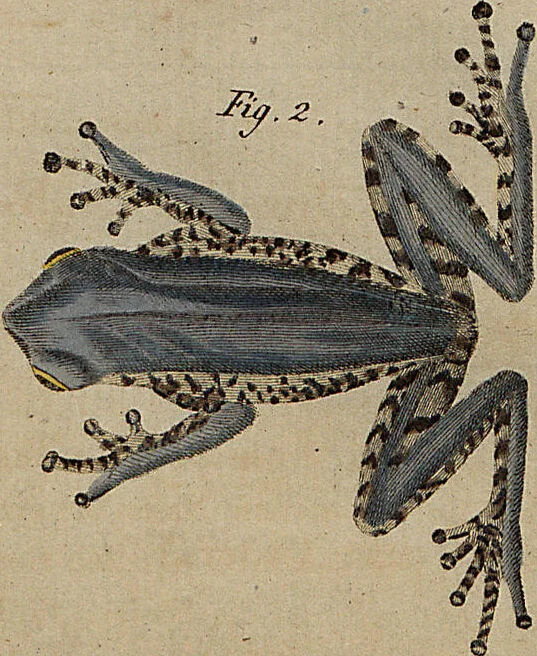 An illustration from (Band 8), 1813, leaf 75