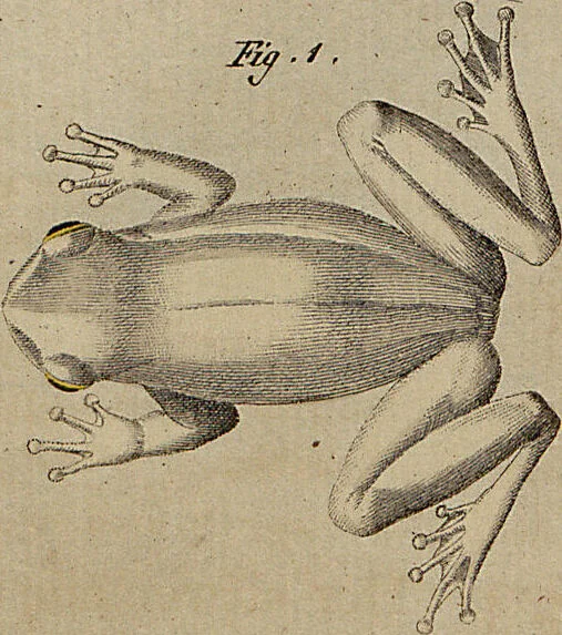 An illustration from (Band 8), 1813, leaf 75