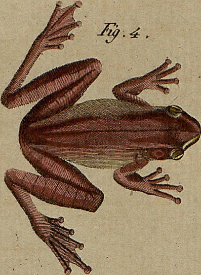 An illustration from (Band 8), 1813, leaf 75