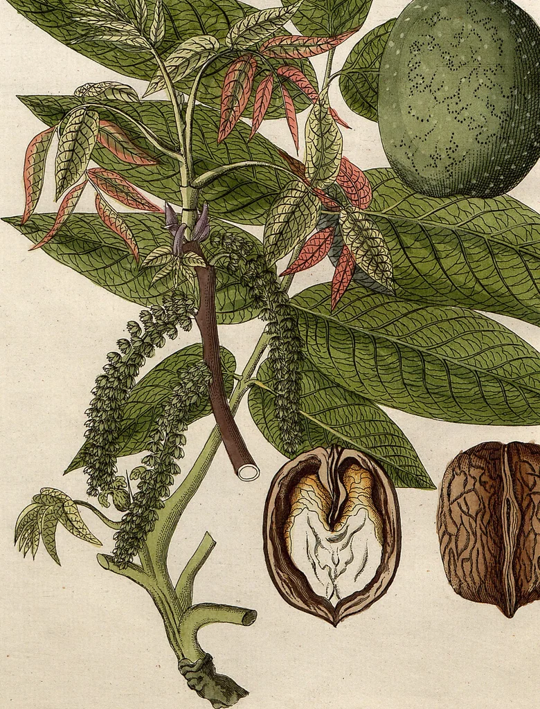 An illustration from (Band 8), 1813, leaf 81
