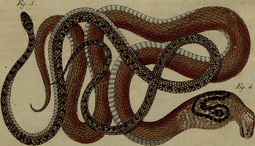 An illustration from (Band 8), 1813, leaf 87