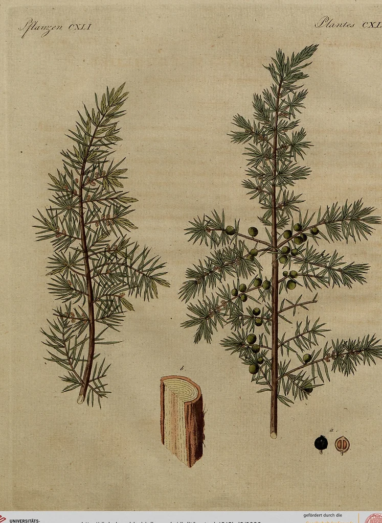 An illustration from (Band 8), 1813, leaf 96
