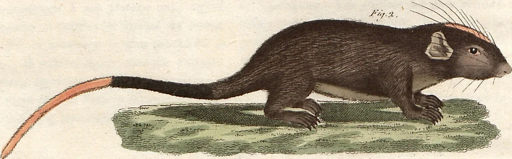 An illustration from (Band 9), 1816, leaf 108