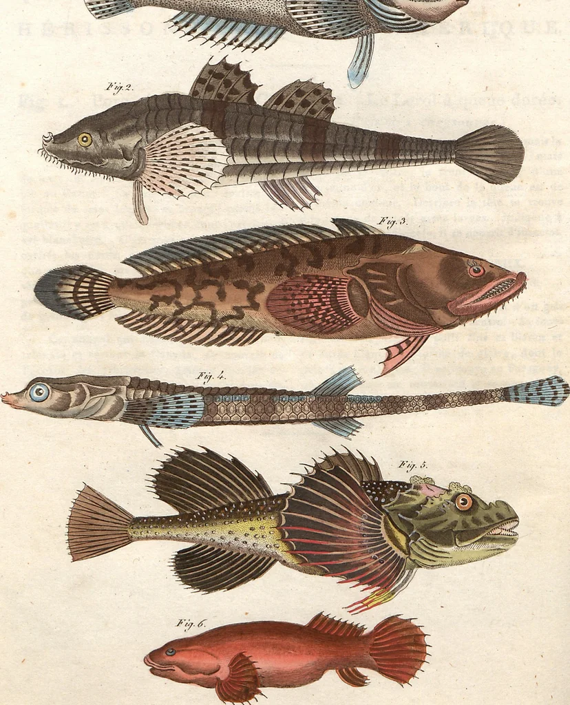 An illustration from (Band 9), 1816, leaf 111