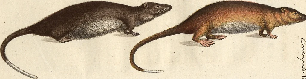 An illustration from (Band 9), 1816, leaf 123