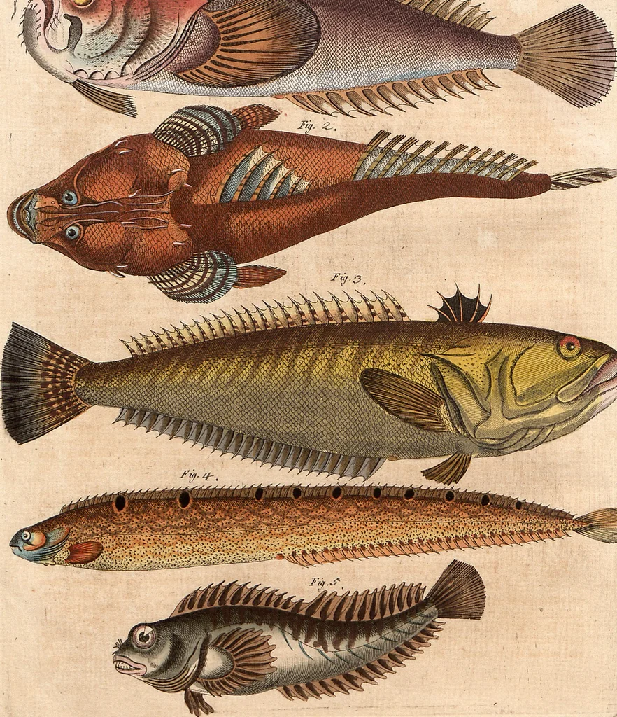 An illustration from (Band 9), 1816, leaf 126
