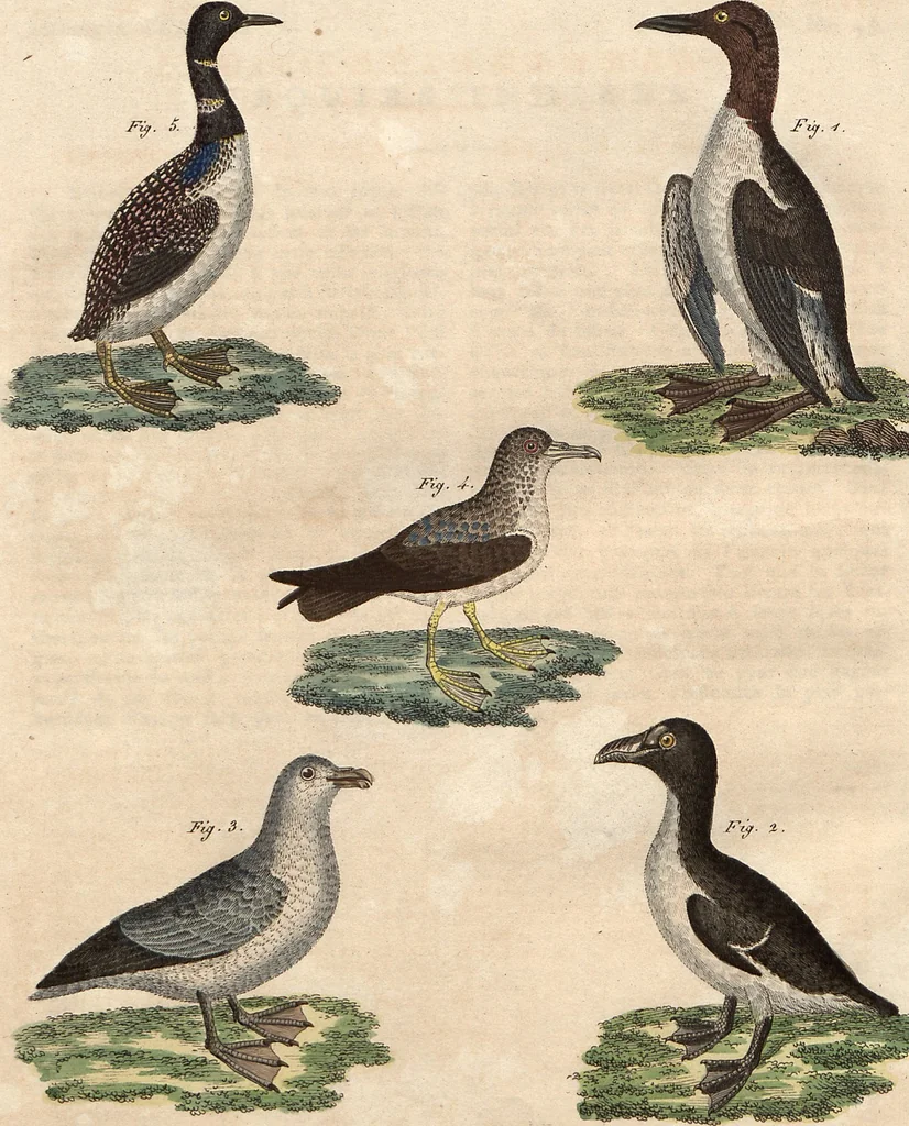 An illustration from (Band 9), 1816, leaf 138