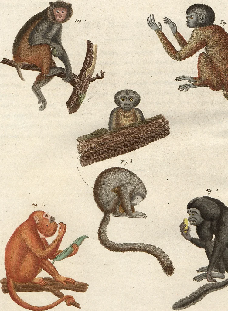 An illustration from (Band 9), 1816, leaf 153