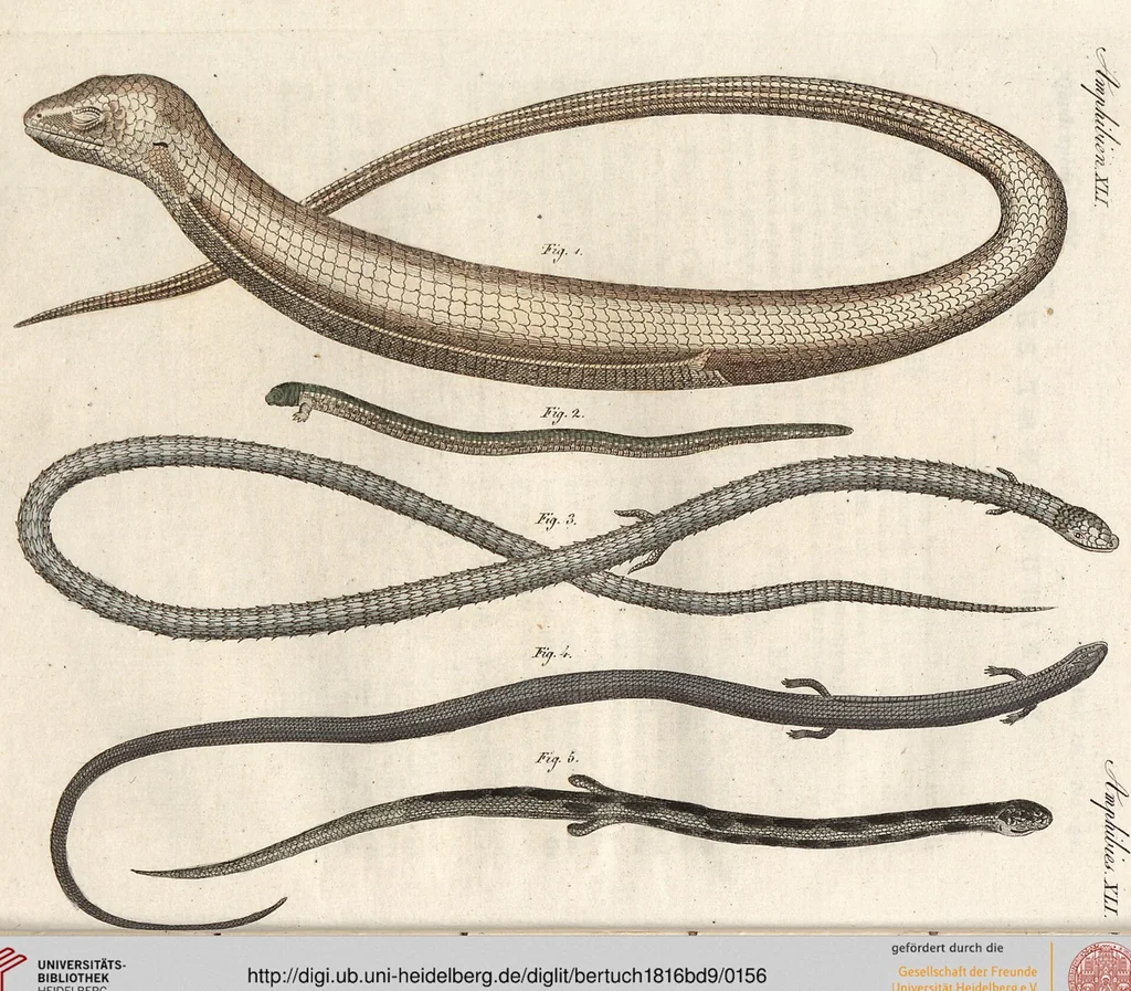 An illustration from (Band 9), 1816, leaf 156