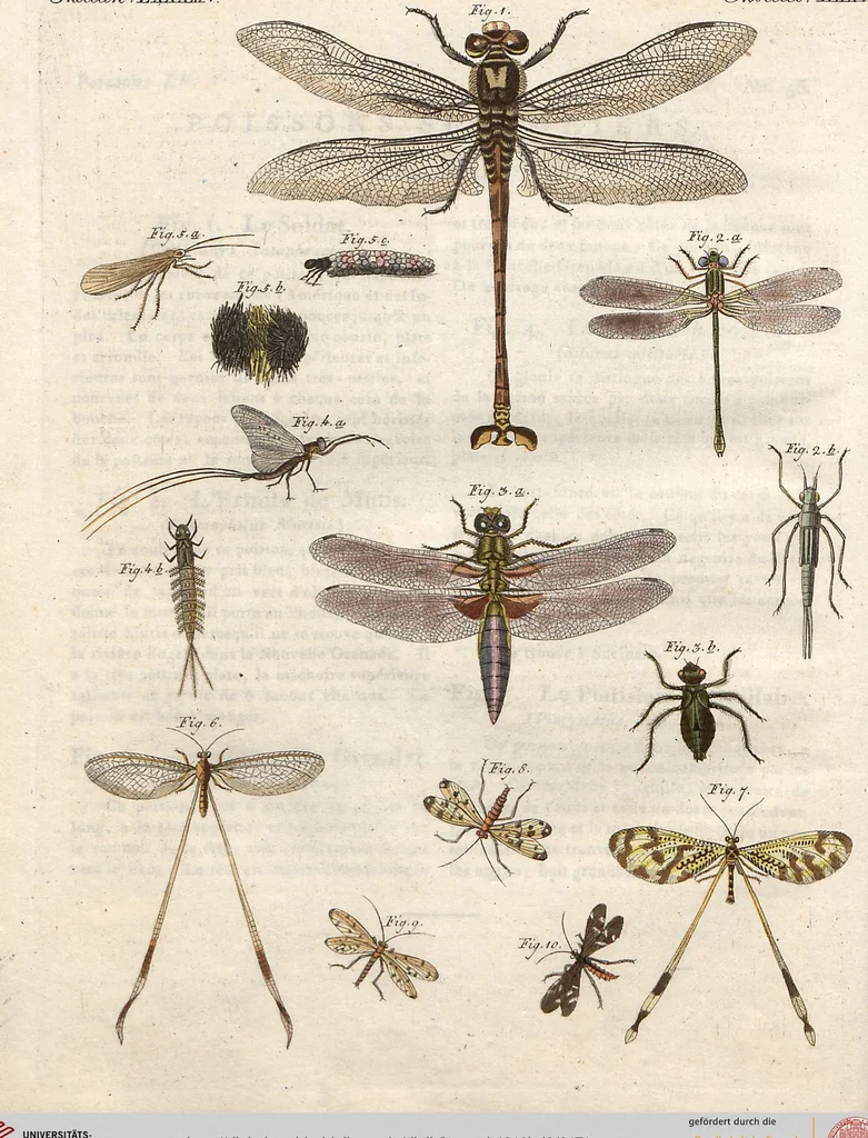 An illustration from (Band 9), 1816, leaf 171