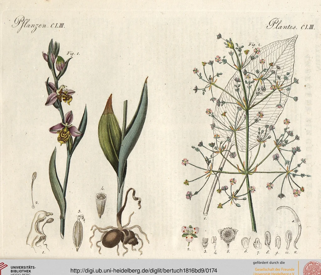 An illustration from (Band 9), 1816, leaf 174