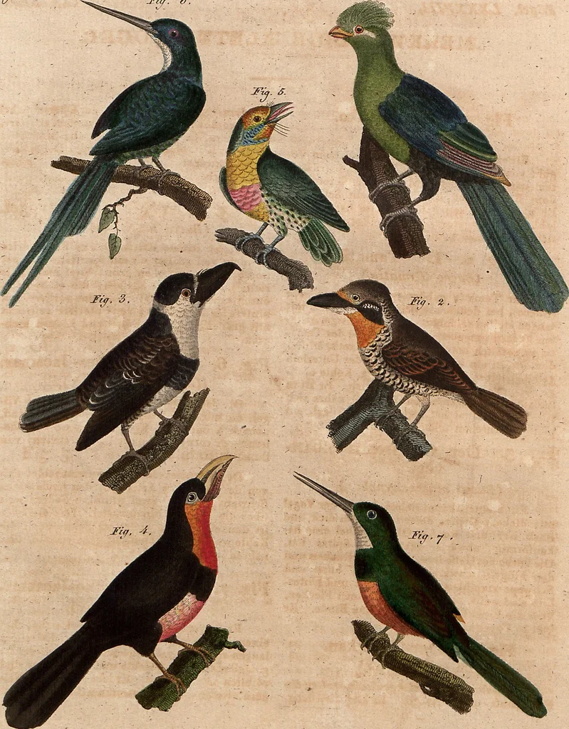An illustration from (Band 9), 1816, leaf 18