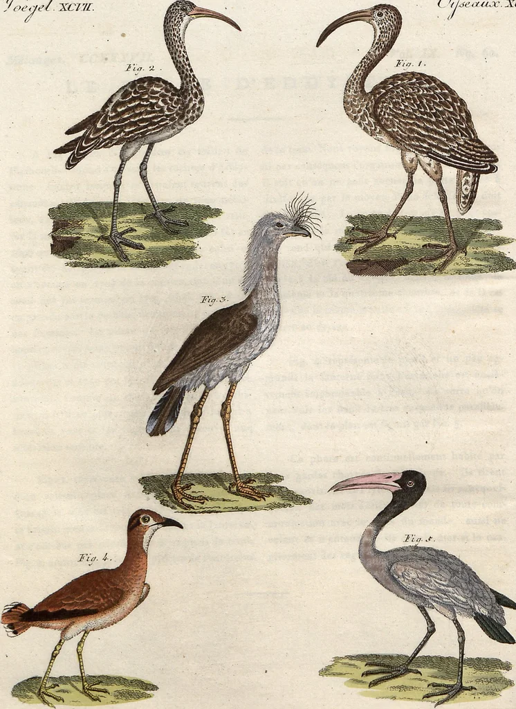 An illustration from (Band 9), 1816, leaf 183
