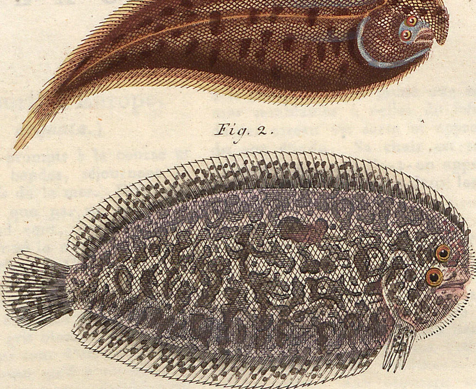 An illustration from (Band 9), 1816, leaf 186