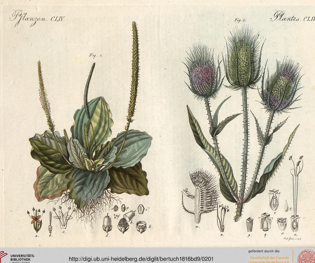An illustration from (Band 9), 1816, leaf 201