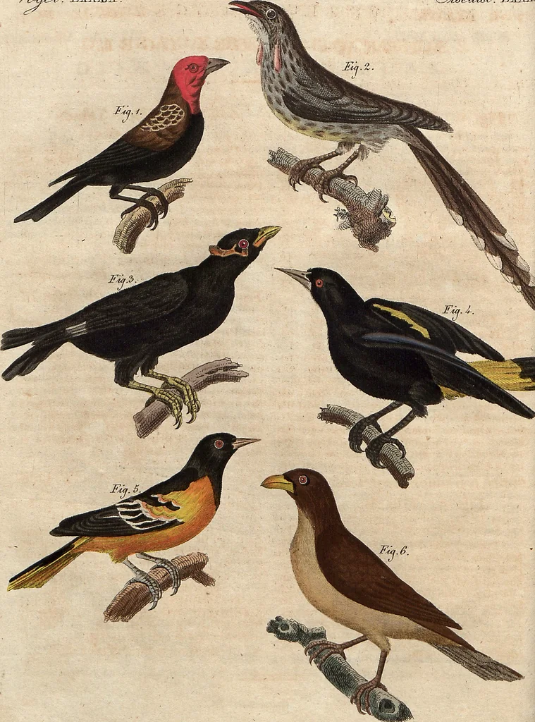 An illustration from (Band 9), 1816, leaf 21