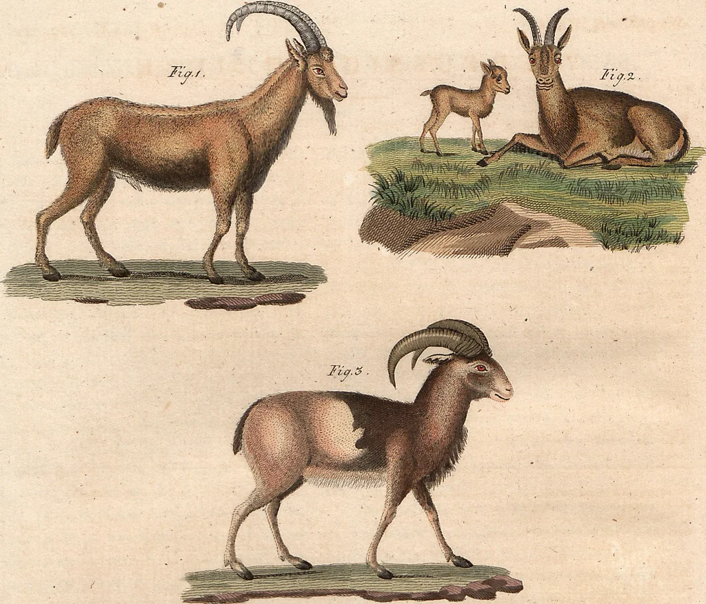 An illustration from (Band 9), 1816, leaf 213