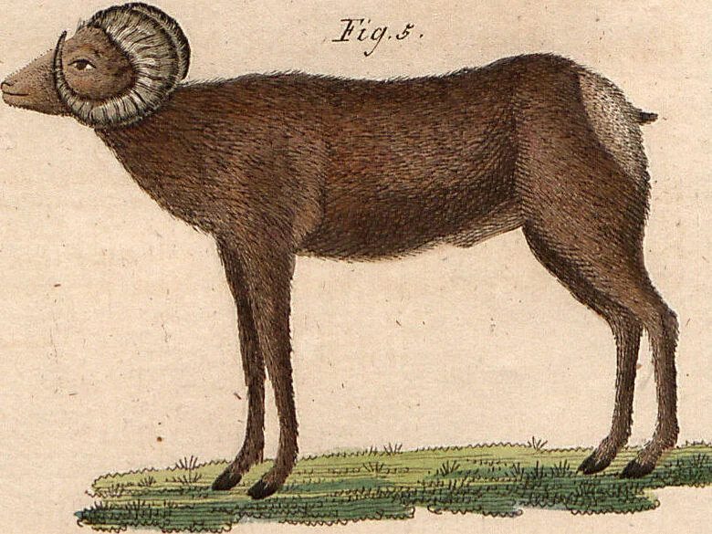 An illustration from (Band 9), 1816, leaf 213