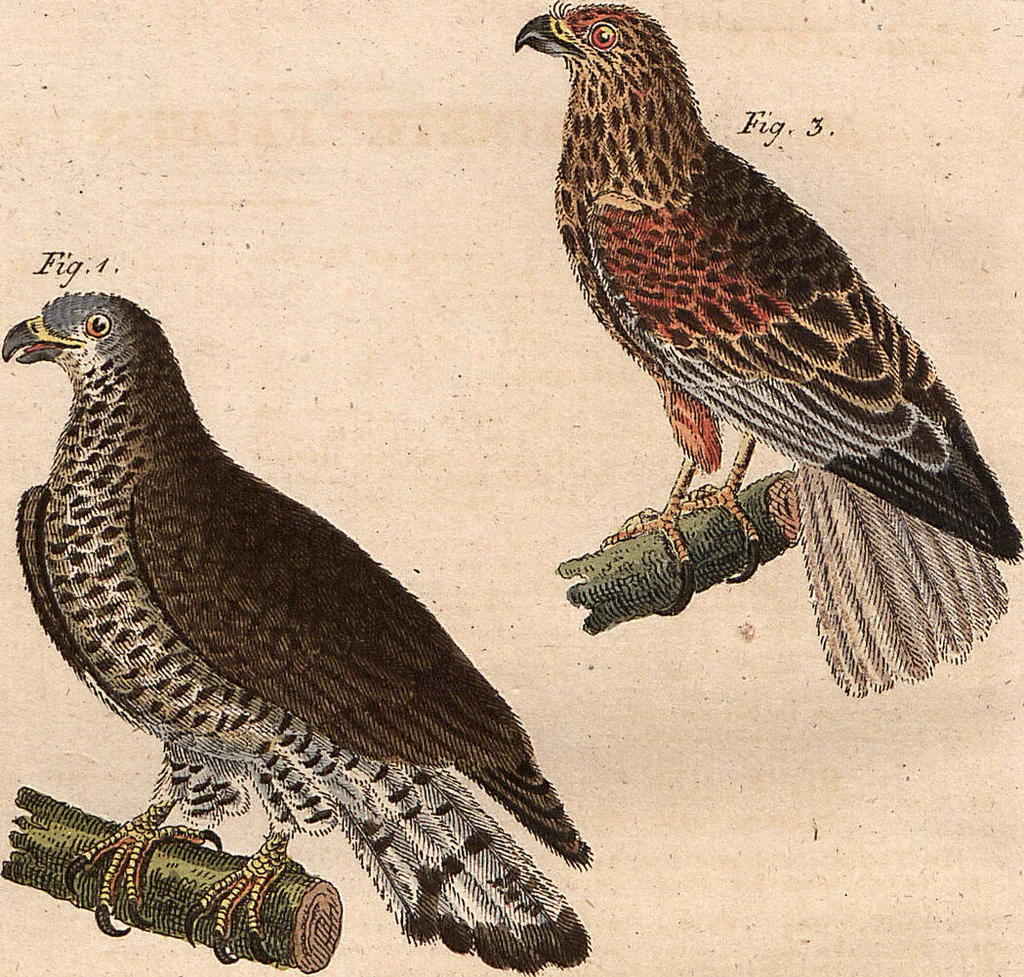 An illustration from (Band 9), 1816, leaf 216