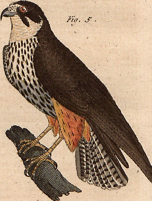 An illustration from (Band 9), 1816, leaf 216