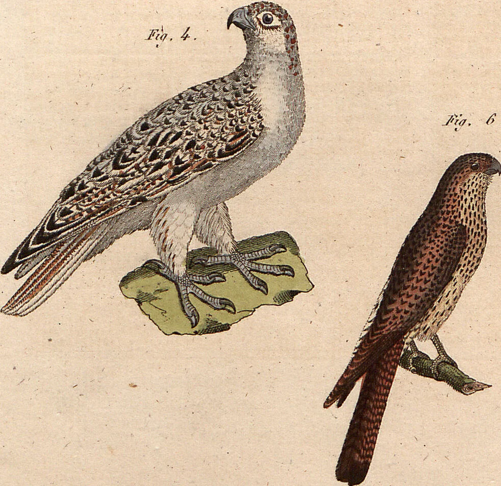 An illustration from (Band 9), 1816, leaf 216