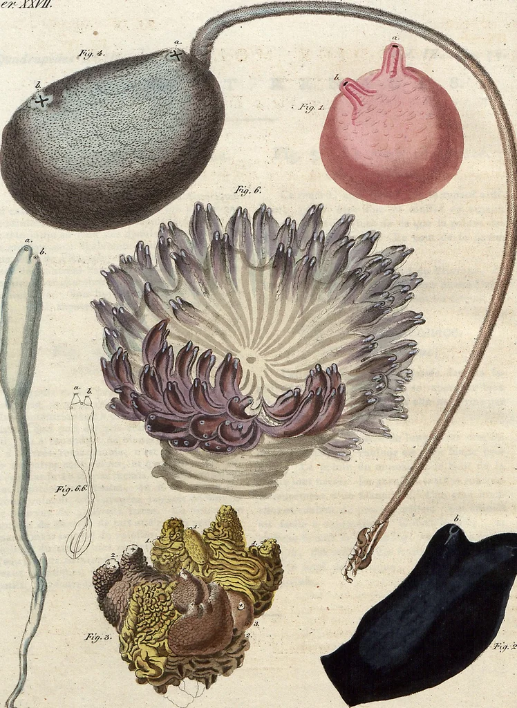 An illustration from (Band 9), 1816, leaf 231
