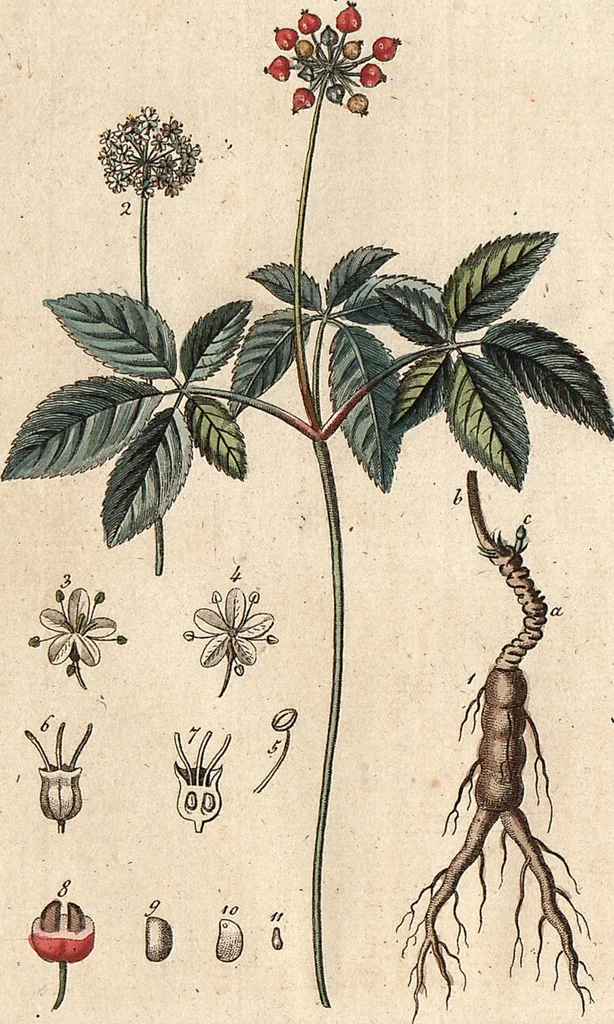 An illustration from (Band 9), 1816, leaf 234