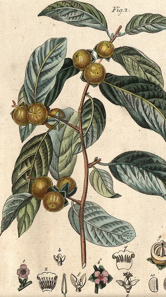 An illustration from (Band 9), 1816, leaf 234