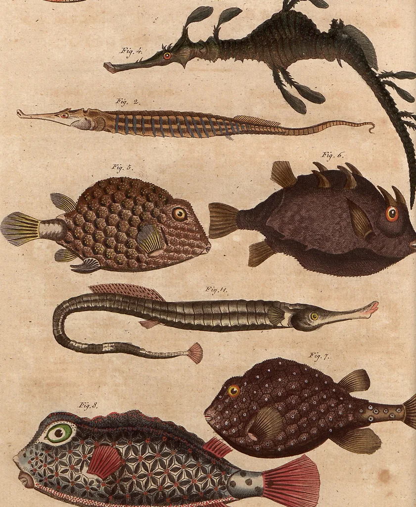 An illustration from (Band 9), 1816, leaf 24
