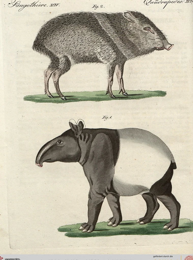 An illustration from (Band 9), 1816, leaf 243