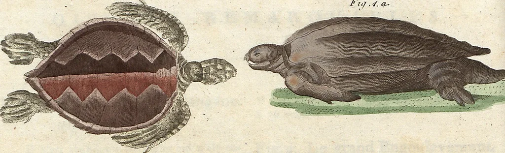 An illustration from (Band 9), 1816, leaf 249