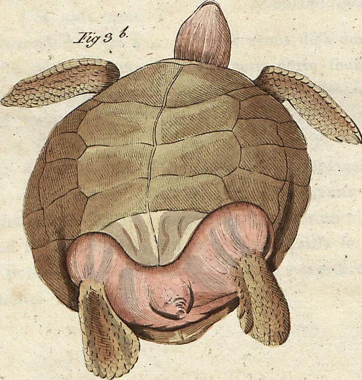 An illustration from (Band 9), 1816, leaf 249