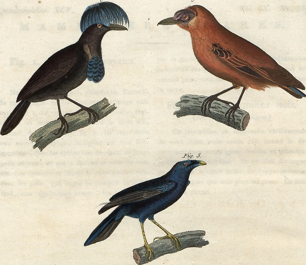 An illustration from (Band 9), 1816, leaf 261