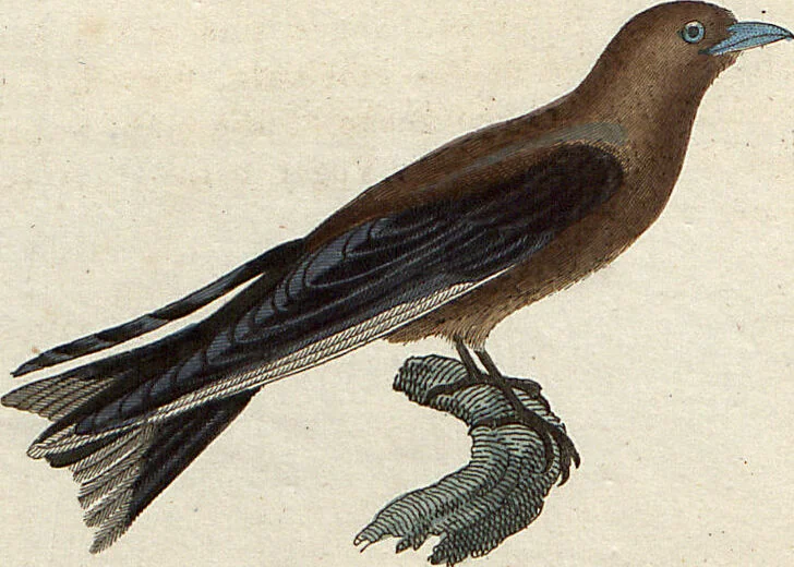 An illustration from (Band 9), 1816, leaf 261