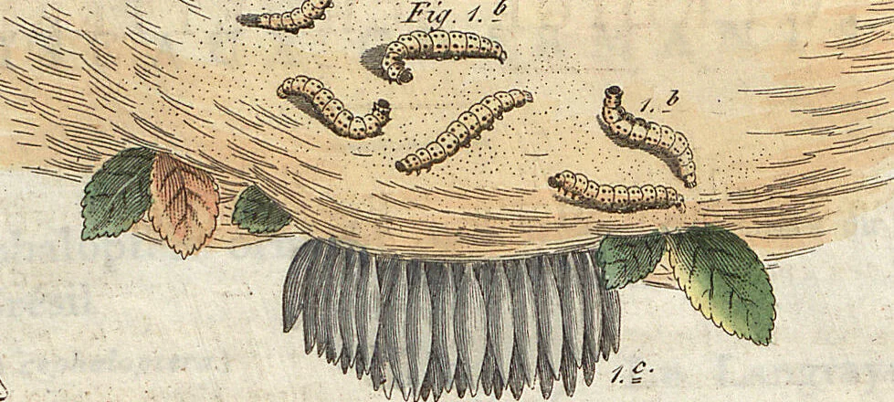 An illustration from (Band 9), 1816, leaf 264
