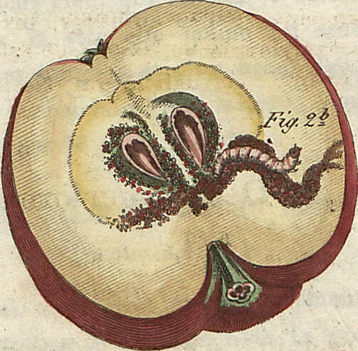An illustration from (Band 9), 1816, leaf 264