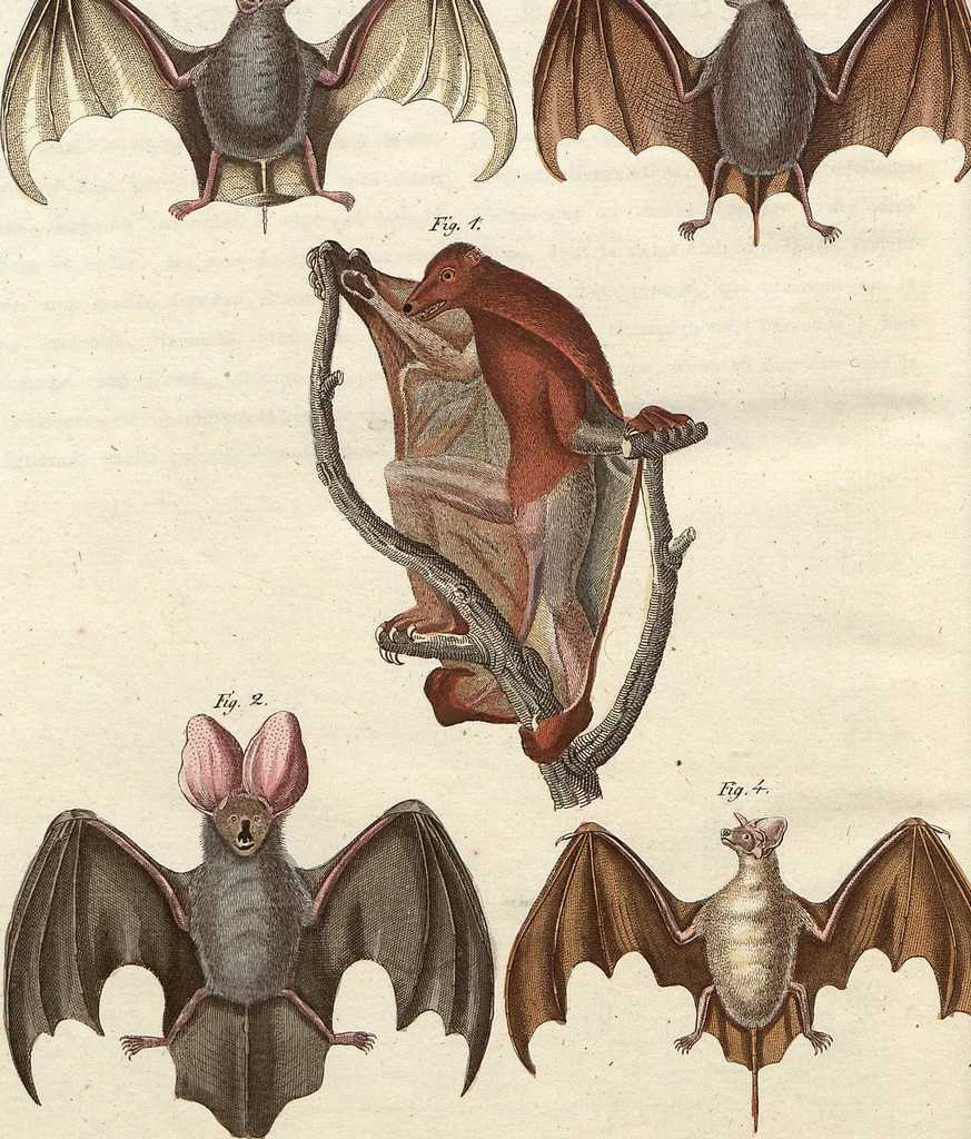 An illustration from (Band 9), 1816, leaf 276