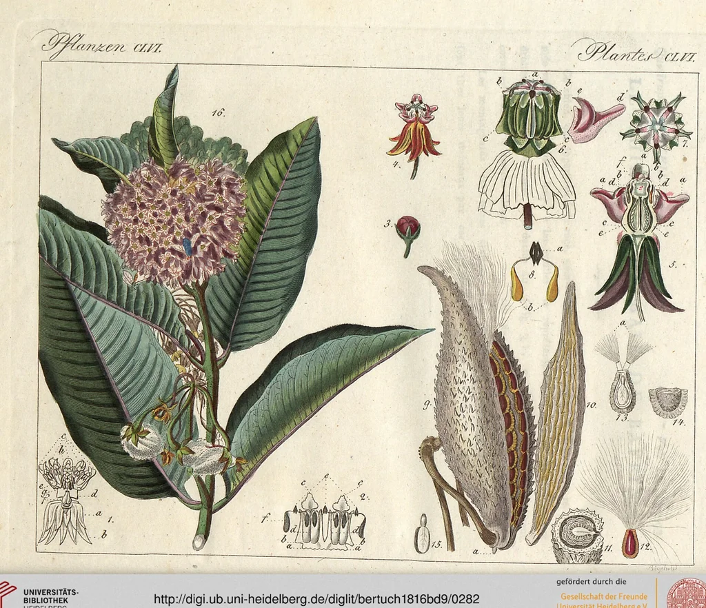 An illustration from (Band 9), 1816, leaf 282