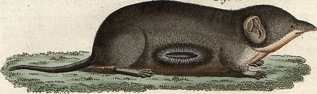 An illustration from (Band 9), 1816, leaf 288