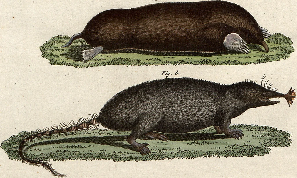 An illustration from (Band 9), 1816, leaf 288