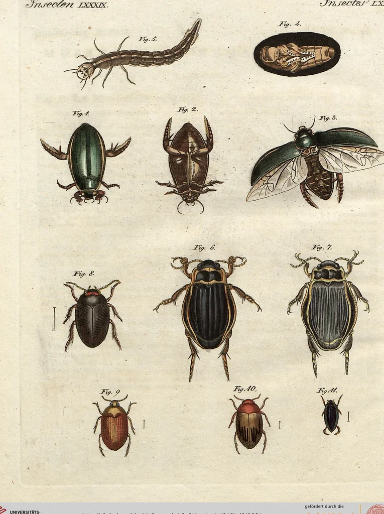 An illustration from (Band 9), 1816, leaf 291