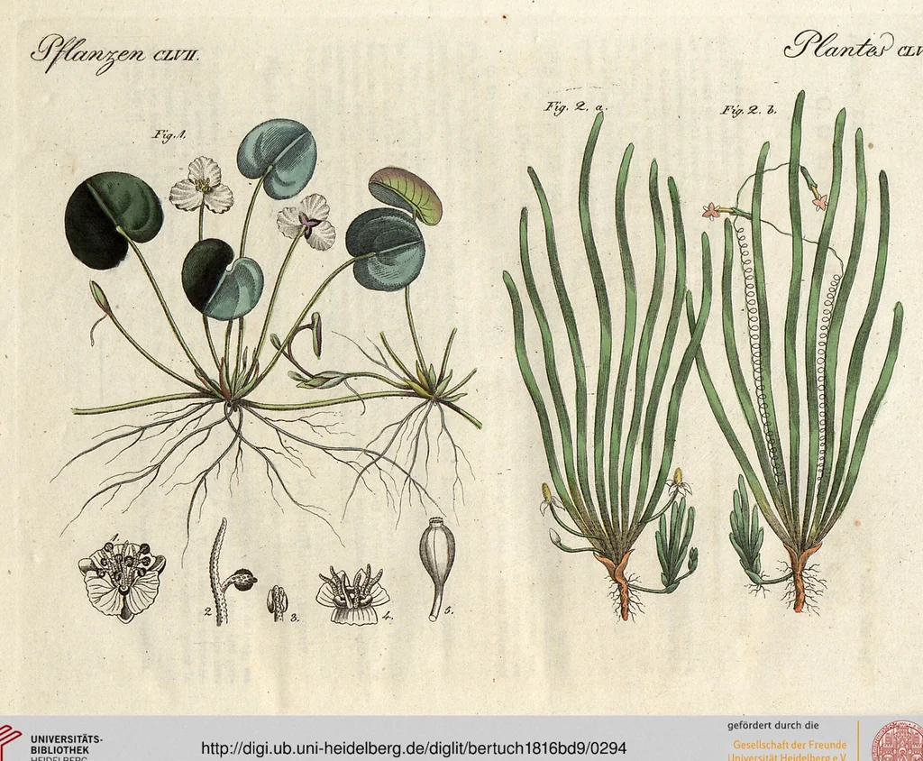 An illustration from (Band 9), 1816, leaf 294